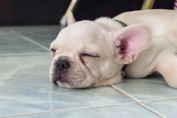 Seramik yer karoları üzerinde uyuyan Fransız bulldog köpek yavrusu