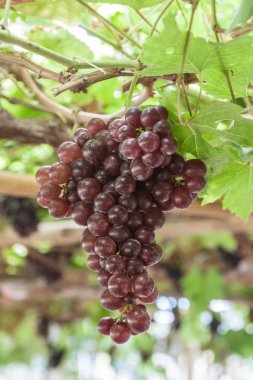 Asma üzümlü, yeşil yapraklı.