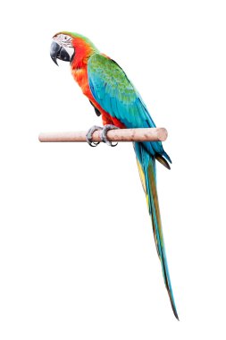 Kırmızı beyaz arka plan üzerinde izole Amerika papağanı