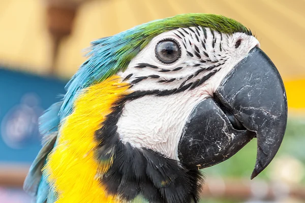 Rosto da arara azul e amarela, papagaios arara na natureza — Fotografia de Stock