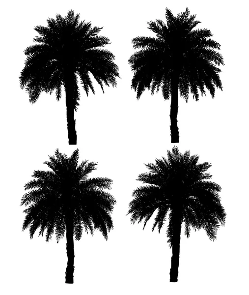 Four palm trees silhouette collection isolated on a white backgr — Stock Photo, Image