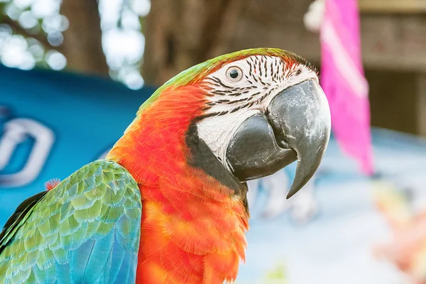 Rosto da arara vermelha, papagaios arara na natureza — Fotografia de Stock
