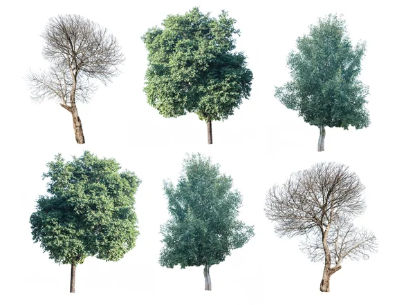 Conjunto de seis árvores verdes e árvores mortas isoladas em backgrou branco — Fotografia de Stock