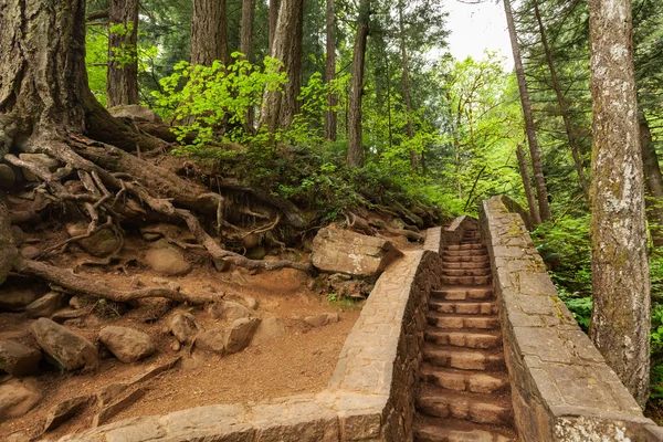 Walk in a forest. Trail to Multnomah Falls near Portland, Oregon