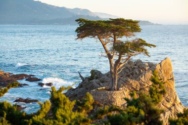 17 millik yolda yalnız selvi, Pebble Sahili, Monterey, California, ABD