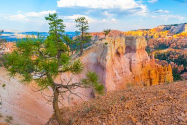 yeşil ağaçlar ve turuncu kanyonlar