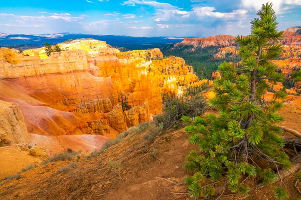 Green Tree Red Rock Canyon — Φωτογραφία Αρχείου
