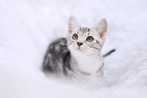 白色背景上的猫纹 — 图库照片