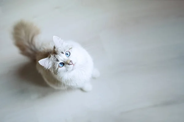 Πεινασμένη Γάτα Μπλε Μάτια Που Ψάχνει Και Περιμένει Για Φαγητό Φωτογραφία Αρχείου