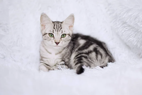 Kätzchenstreifen Auf Weißem Hintergrund Stockfoto