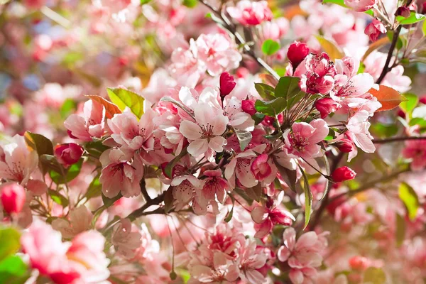 Mooie Bloeiende Appelboom Tak Met Zon Rechtenvrije Stockafbeeldingen