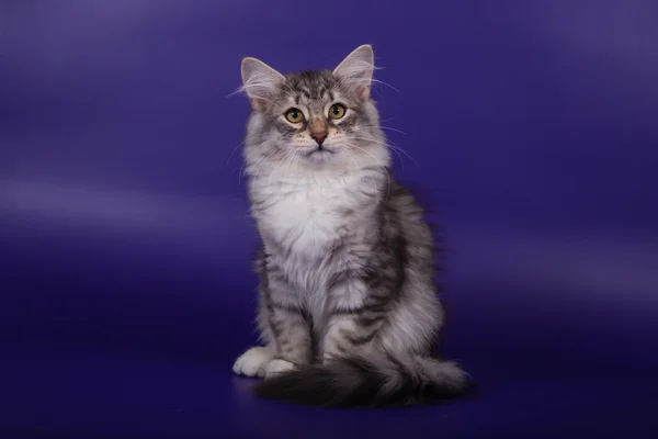 Small Siberian kitten on blue violet background — Stock Photo, Image