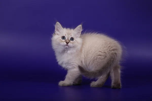 Маленький сибирский котенок-маскарад Невы на голубом фиолетовом фоне — стоковое фото