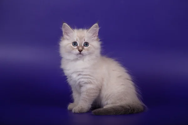 Small Siberian Neva Masquerade kitten on blue violet background — Stock Photo, Image