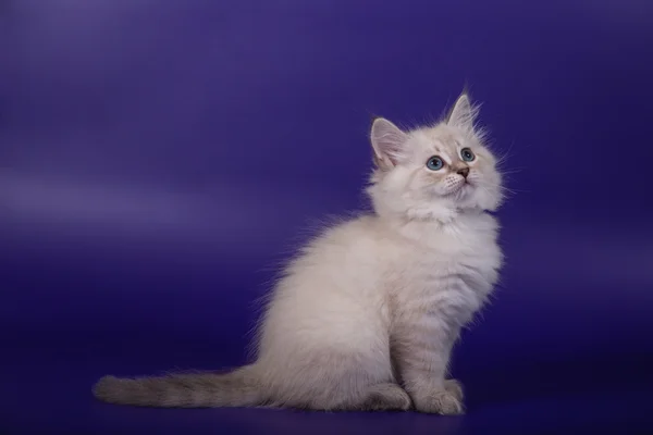 Pequeño siberiano Neva Mascarada gatito sobre azul violeta fondo —  Fotos de Stock