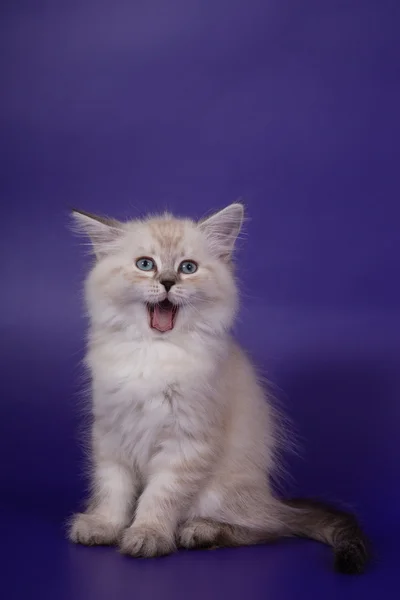 Liten Sibirisk neva masquerade kattunge på blå lila bakgrund — Stockfoto