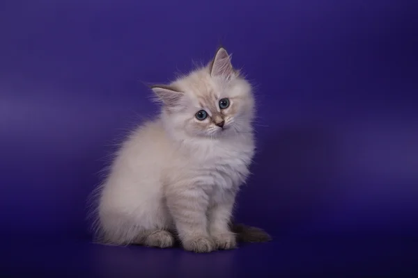 Pequeno siberiano Neva Masquerade gatinho no fundo azul violeta — Fotografia de Stock