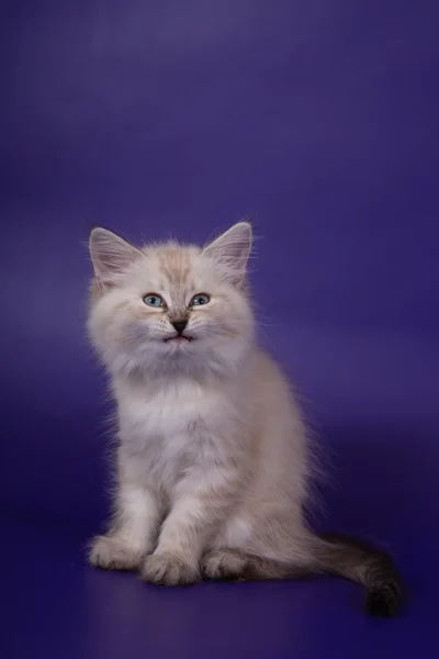 Маленький сибирский котенок-маскарад Невы на голубом фиолетовом фоне — стоковое фото