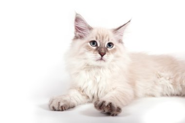 Beyaz arka planda küçük Sibiryalı Neva Maskeli Kedi yavrusu