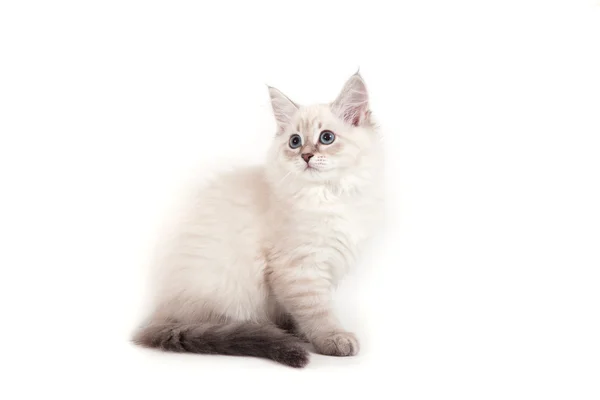 Small Siberian Neva Masquerade kitten on white background — Stock Photo, Image