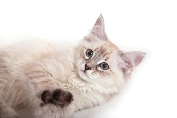 Малий сибірський кошеня Нева Маскарад на білому тлі — стокове фото