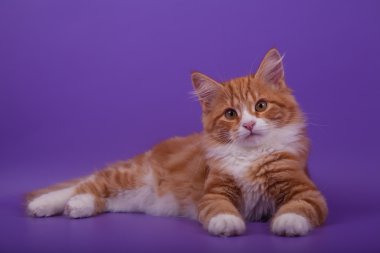 Lila mor zemin üzerine küçük siberian kedi