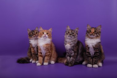 quatre chatons sibérien petit sur fond violet lilaLila mor zemin üzerine dört küçük Sibirya yavru