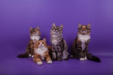 quatre chatons sibérien petit sur fond violet lilaLila mor zemin üzerine dört küçük Sibirya yavru