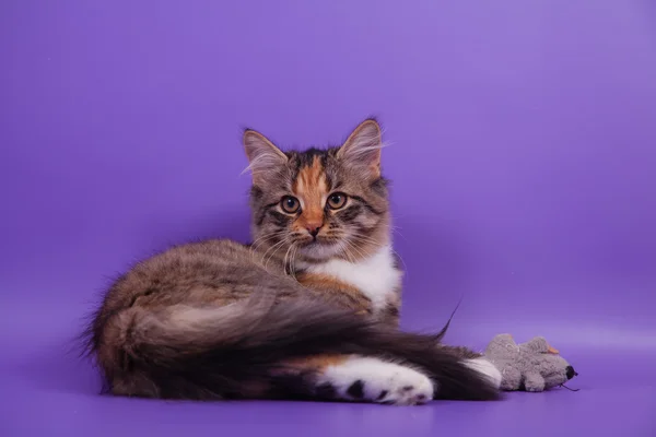 Piccolo gattino siberiano su sfondo viola lilla — Foto Stock