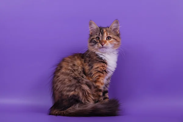 ライラック色の紫色の背景に小さなシベリア子猫 — ストック写真