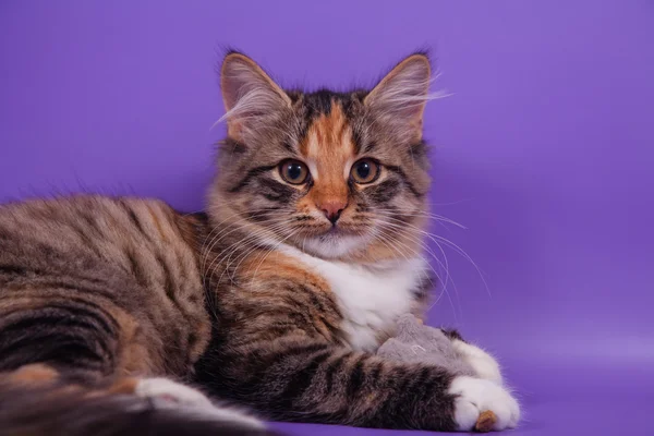 Невеликий Сибірський кошеня на бузкового фону фіолетовий — стокове фото