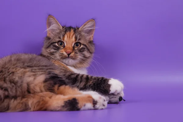 ライラック色の紫色の背景に小さなシベリア子猫 — ストック写真