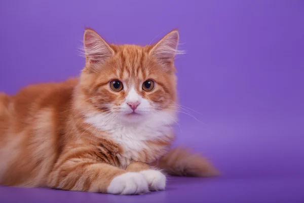 Pequeño gatito siberiano sobre fondo violeta lila —  Fotos de Stock