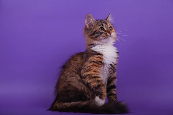 Petit chaton sibérien sur fond violet lilas — Photo