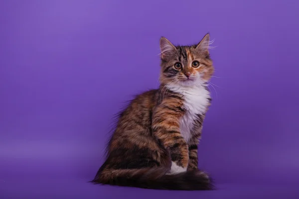 Small Siberian kitten on  lilac violet background — Stock Photo, Image