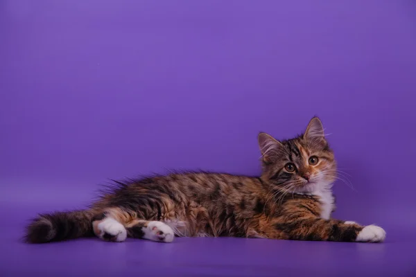 Small Siberian kitten on  lilac violet background — Stock Photo, Image