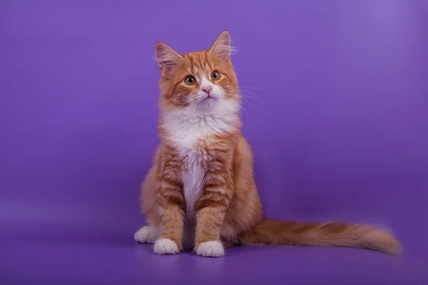 Lila mor zemin üzerine küçük siberian kedi