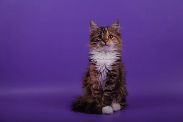 Pequeno gatinho siberiano em fundo violeta lilás — Fotografia de Stock