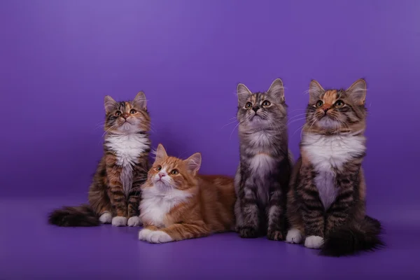 Quatro pequenos gatinhos siberianos em fundo violeta lilás — Fotografia de Stock