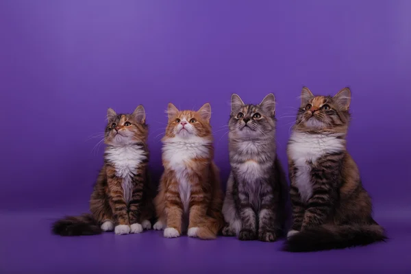 丁香紫色背景上的四个小西伯利亚小猫。 — 图库照片