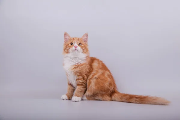 Small Siberian kitten on grey background — Stock Photo, Image