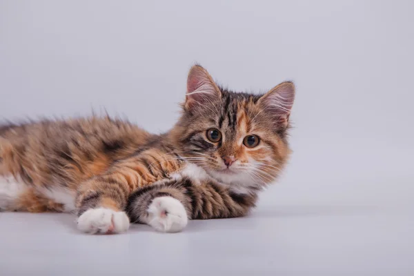 Small Siberian kitten on grey background — Stock Photo, Image