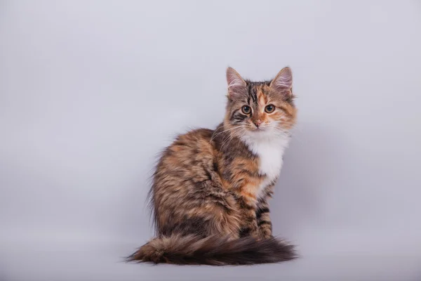 Kleine sibirische Kätzchen auf grauem Hintergrund — Stockfoto