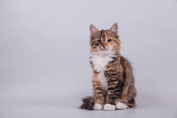 Small Siberian kitten on grey background — Stock Photo, Image