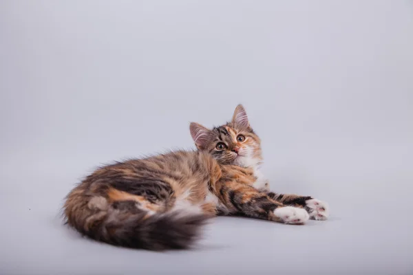 Small Siberian kitten on grey background — Stock Photo, Image
