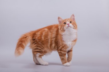 Gri arka planda küçük Sibirya kedisi