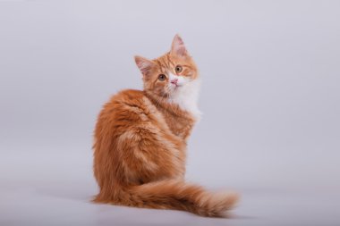 Gri arka planda küçük Sibirya kedisi