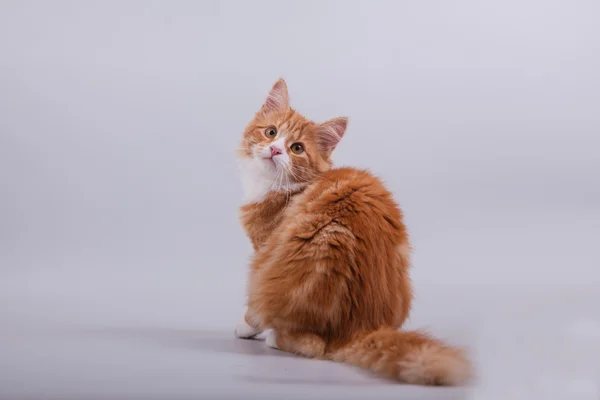 Small Siberian kitten on grey background — Stock Photo, Image