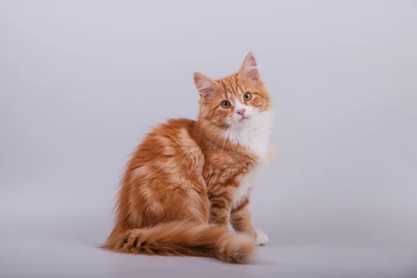 灰色の背景に小さなシベリア子猫 — ストック写真