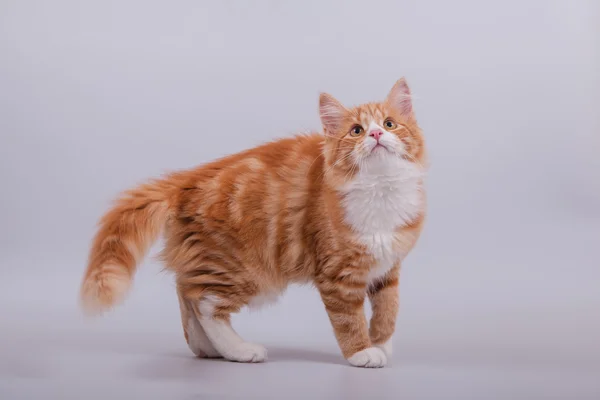 Small Siberian kitten on grey background — Stock Photo, Image